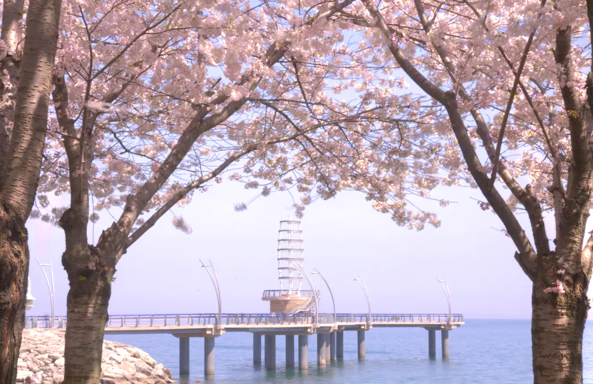 Spring blossoms framing the Brant Street Pier in downtown Burlington