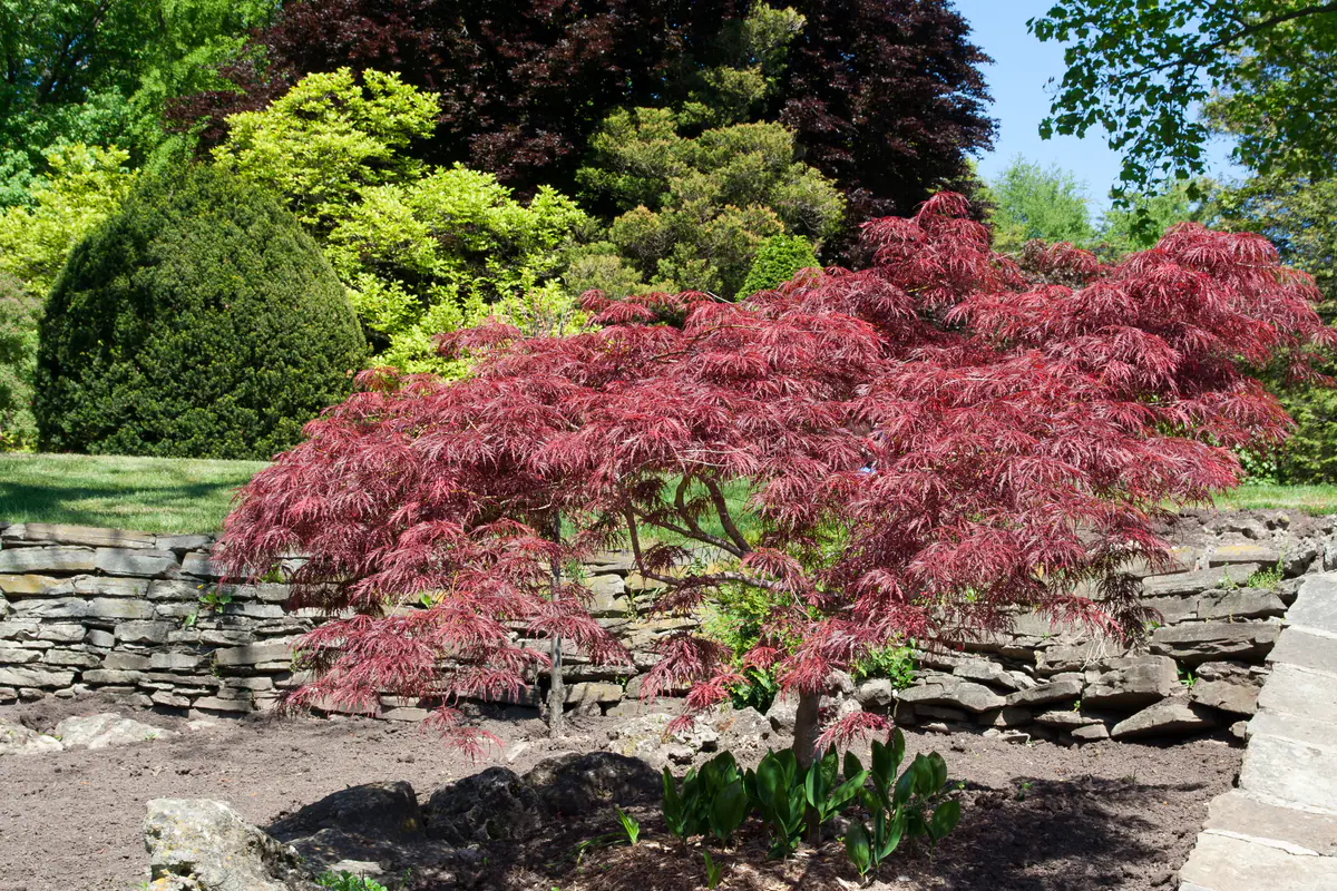 Japanese maple in the gardens at Gairloch, Eastlake, Oakville