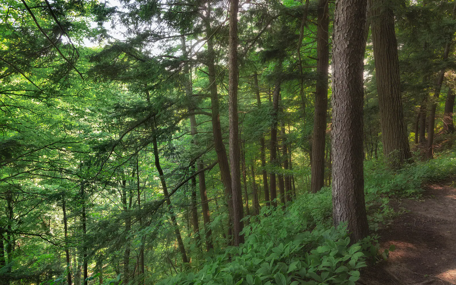 Forest trail in the Bronte Creek valley near Headon Forest, Burlington