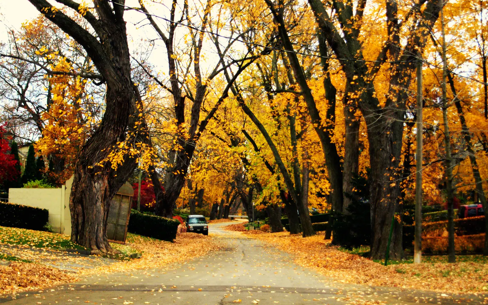 Tree-lined street in autumn in The Kingsway, Etobicoke