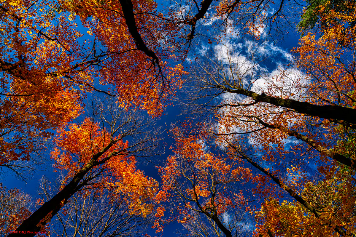 Autumn canopy at Kerncliff Park in Burlington